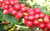 哥斯达黎加塔拉珠佩娜Pena农场黄色蜜处理咖啡豆杯测数据