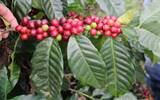 洪都拉斯咖啡产区介绍（五）：科班 Copán 咖啡风味口感香气