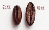 图解咖啡公豆母豆区别 如何辨别咖啡公豆母豆哪种好