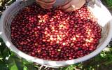 肯尼亚咖啡锡卡区Thika瓦姆古玛处理厂Wamuguma的栽植与处理历史