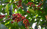 尼加拉瓜咖啡橙果庄园精选卡杜拉独特不沾水日晒处理法杯测报告