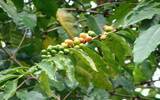 圣伊莲娜庄园咖啡豆水洗波本、日晒波本和蜜处理帕卡马拉风味对比