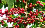 耶加雪菲毕洛雅合作社红樱桃计划咖啡豆风味特点介绍风味描述