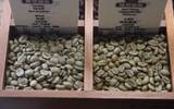 埃塞俄比亚咖啡品牌最著名的西达摩咖啡与耶加雪菲咖啡的区别