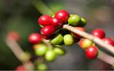 危地马拉咖啡简史与咖啡小档案 按海拔分级的危地马拉有什么特点