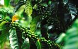 咖啡树种植条件环境方法要求 生长过程果实咖啡樱桃