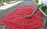 卢旺达咖啡豆产地 星巴克卢旺达咖啡故事 卢旺达咖啡豆标签图案