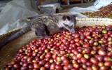 越南麝香猫咖啡的味道 印尼猫屎咖啡与越南麝香猫咖啡有什么区别