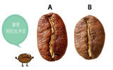 如何区别罗布斯塔与阿拉比卡 看一眼就知道星巴克用的什么咖啡豆