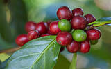 尼加拉瓜咖啡家族Mierisch复育爪哇种 Mierisch家族九大庄园介绍