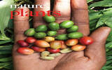 阿拉比卡精品咖啡豆风味描述介绍种植区域