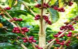 埃塞俄比亚咖啡种植方式处理方法出口信息介绍