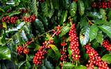 哥斯达黎加顶级咖啡风味描述 塔拉珠SCAA 杯测第一名独特之处