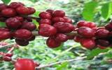 巴布亚新几内亚PNG西部瓦基谷地产区著名的咖啡庄园介绍