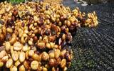哥斯达黎加红蜜咖啡豆有什么特别 发酵程度与果肉决定蜜处理颜色