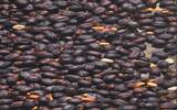 哪个国家的帕卡马拉咖啡豆最好喝 蜜处理帕卡马拉咖啡风味变化