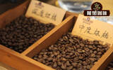 什么是猫屎咖啡？人工培养麝香猫咖啡豆与猫屎咖啡的区别