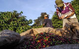 全球竟有60个咖啡生产国！最北到尼泊尔，最南到巴拉圭
