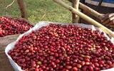 尼加拉瓜安晶庄园(Tres Soles) Miel酒蜜处理法介绍咖啡风味描述