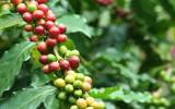 西达摩咖啡古吉产区真心话系列介绍 西达摩咖啡口感风味特征介绍