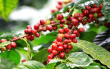 哥斯达黎加咖啡果味十足 哥斯达黎加咖啡美洲豹单品咖啡豆