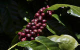 尼加拉瓜瑰夏咖啡出自尼加拉瓜最老的咖啡庄园-水源庄园El Fuente