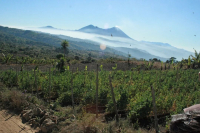 尼加拉瓜咖啡产区种植环境如何？尼加拉瓜有几个咖啡产区 各有哪些特点？尼加拉瓜怎么对咖啡划分等级？