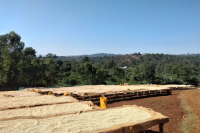 埃塞俄比亚耶加雪菲果丁丁咖啡是什么？Yirgacheffe果丁丁是咖啡品种吗？水洗果丁丁是什么风味口感