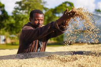 埃塞俄比亚74/75系列的“数字豆”是什么意思？74/75系列咖啡的由来以及口感风味有啥特点？