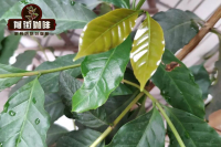 咖啡三大品种是啥？阿拉比卡、罗布斯塔、利比利卡含有多少咖啡因？白咖啡用哪种咖啡制作