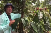 菲律宾为何是咖啡利比里卡种的最大种植国？利比里卡的发源地在哪 咖啡豆咖啡因含量高吗