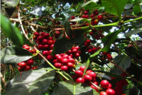 单品豆推荐｜卢旺达咖啡种植环境如何？卢旺达咖啡产区是哪些？卢旺达咖啡品种有何特点？