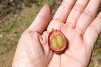 coffee arabica的名字由来｜咖啡arabica为何叫阿拉比卡？阿拉比卡咖啡豆产地在哪里？