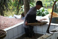 印度尼西亚的曼特宁是咖啡品种吗？常见曼特宁有哪些种类？不同曼特宁的风味口感表现如何？