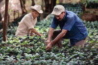 帕卡马拉Pacamara是阿拉比卡 咖啡吗？帕卡马拉从何而来？帕卡马拉为何被誉为“瑰夏劲敌”