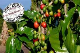 夏威夷科纳kona coffee为何叫做咖啡皇后？夏威夷科纳是什么咖啡品种、咖啡风味表现如何？