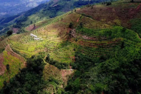 云南适合种植阿拉比卡arabica咖啡吗？云南小粒是什么咖啡品种？怎么冲泡云南咖啡才好喝