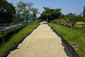 东非手冲单品豆推荐｜卢旺达咖啡种植历史及产业发展介绍？卢旺达有哪些咖啡产区 咖啡风味如何描述