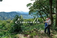 Toh夺冠的花魁与瑰夏 艺伎是同一咖啡品种吗？花魁咖啡产地在哪？瑰夏Geisha为何又叫艺伎咖啡？