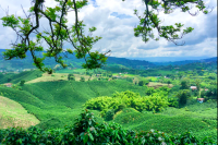 南美洲咖啡之哥伦比亚咖啡历史起源｜哥伦比亚咖啡有何特色？哥伦比亚慧兰产区咖啡是什么风味