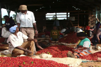 肯亚咖啡豆特色是什么？SL28和SL34是哪个咖啡品种？肯尼亚水洗咖啡豆味道如何