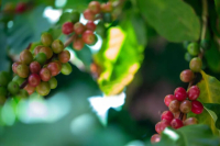 牙买加水洗蓝山咖啡豆风味口感介绍｜牙买加咖啡如何划分等级？蓝山咖啡为什么价格高？