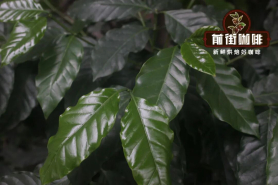 咖啡树品种之卡蒂姆Catimor与卡杜拉caturra是什么关系？卡蒂姆手冲咖啡喝起来酸吗？