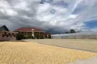 曼特宁咖啡为何多羊蹄豆？印尼湿刨法的由来是什么？湿刨法处理过程与传统水洗有何不同？