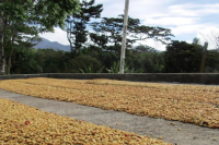 中美洲咖啡之危地马拉介绍｜危地马拉咖啡产区在哪里？水洗薇薇特南果咖啡风味如何？