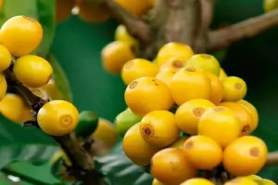 波旁咖啡bourbon有多少咖啡变种？红波旁、黄波旁、卡杜拉caturra、帕卡斯、SL28有何区别？