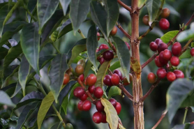 咖啡知识之爪哇Java｜爪哇岛  爪哇种 爪哇咖啡是什么关系？爪哇种与爪哇咖啡是什么咖啡品种？