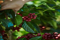 咖啡樱桃都是红的吗？黄波旁是阿拉比卡 咖啡吗 从何而来？哪些产区种植黄波旁？黄波旁咖啡风味特点是啥