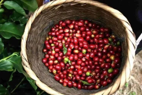 咖啡生豆处理方式都有发酵环节吗？什么是发酵 发酵类型有哪些？发酵对咖啡豆及咖啡风味有何影响？