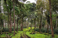 精品咖啡风味调性受什么影响？单品咖啡豆的产区 处理方式 烘焙程度如何改变咖啡的味道？